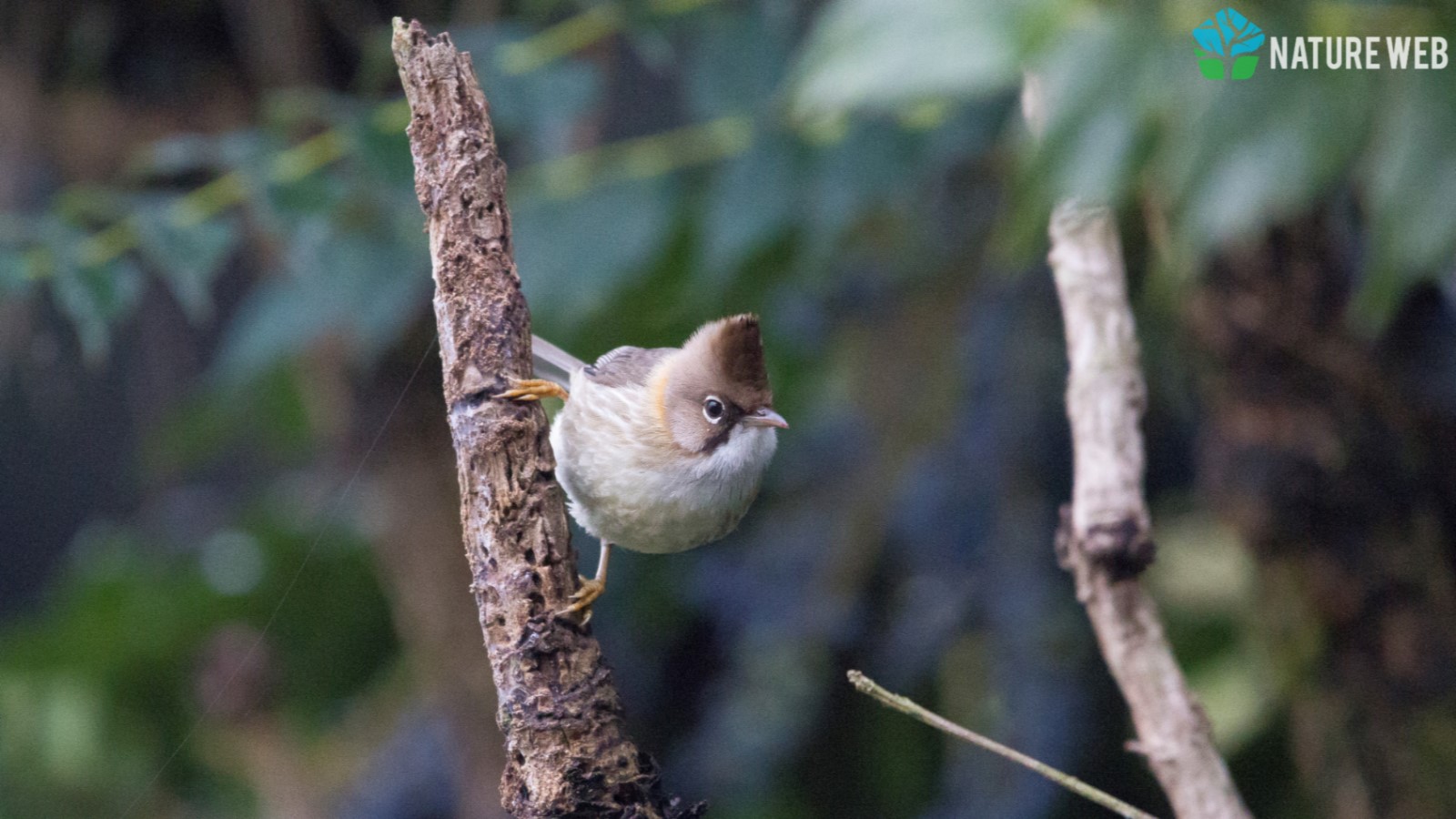 Whiskered Yuhina